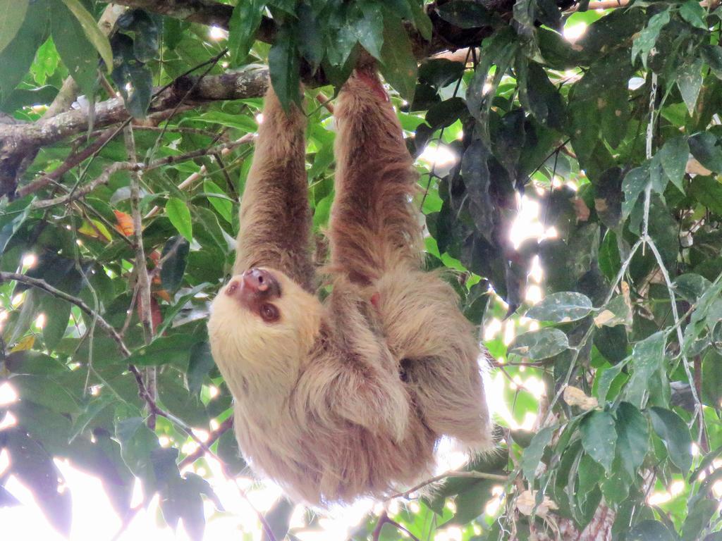 Aparthotel Jungle Creek Nationalpark Nationalpark Manuel Antonio Exterior foto