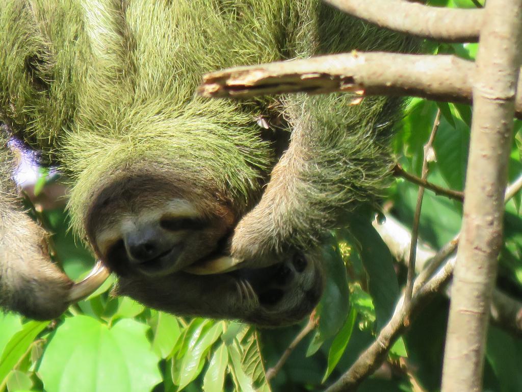 Aparthotel Jungle Creek Nationalpark Nationalpark Manuel Antonio Exterior foto