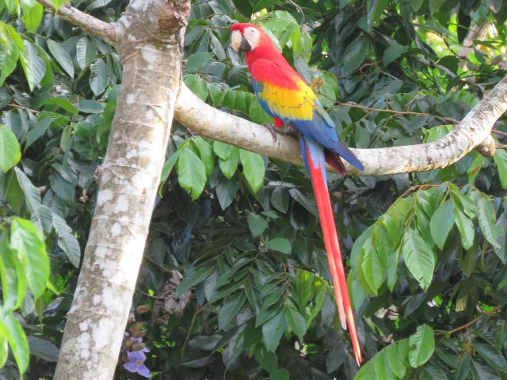 Aparthotel Jungle Creek Nationalpark Nationalpark Manuel Antonio Exterior foto