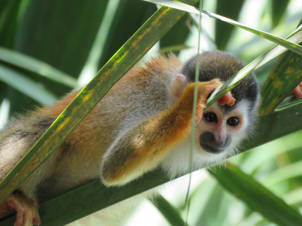 Aparthotel Jungle Creek Nationalpark Nationalpark Manuel Antonio Zimmer foto