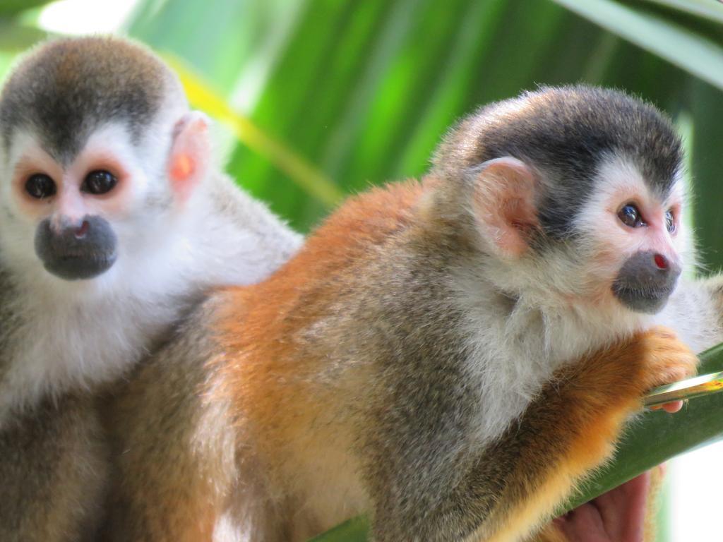 Aparthotel Jungle Creek Nationalpark Nationalpark Manuel Antonio Zimmer foto